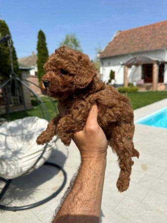 Miniature and toy poodles