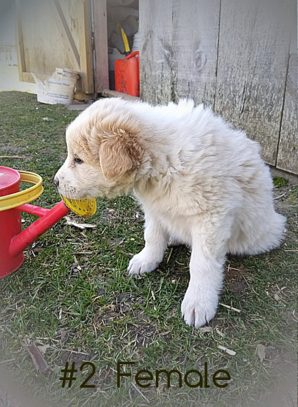 Great Pyrenees/Border Collie Mix Puppies