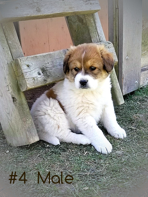 Great Pyrenees/Border Collie Mix Puppies