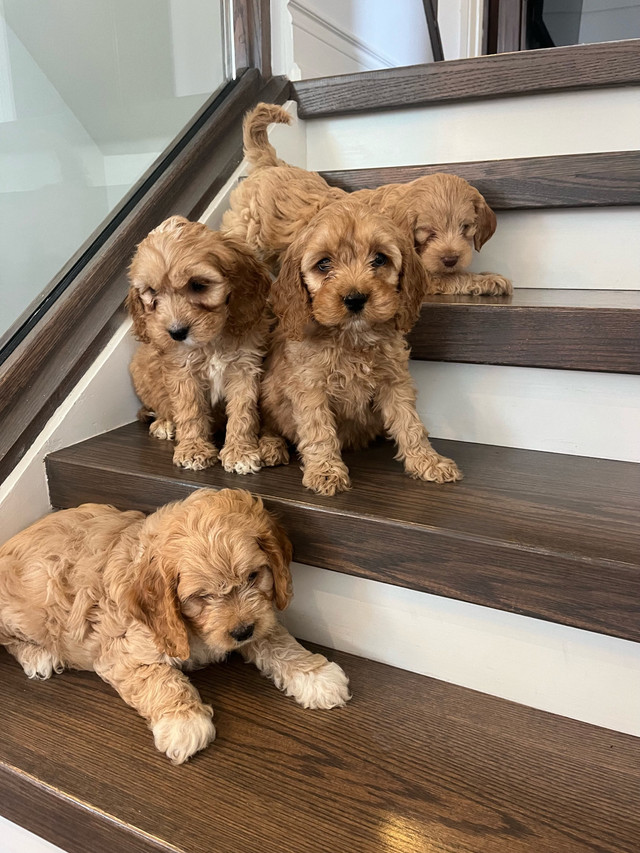 9 week old Cockapoo puppies for sale