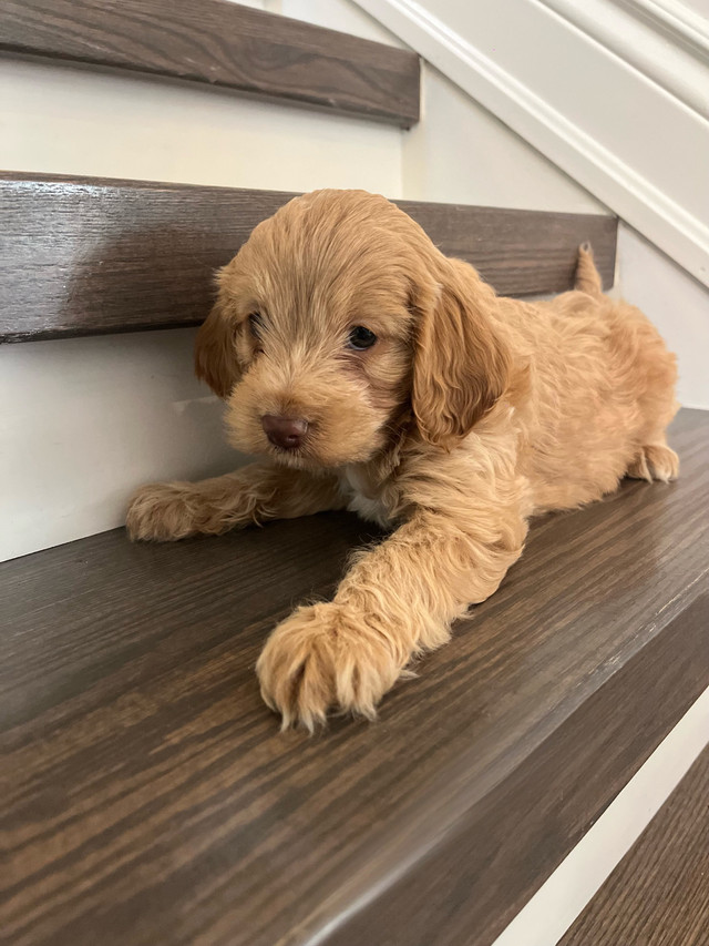 9 week old Cockapoo puppies for sale