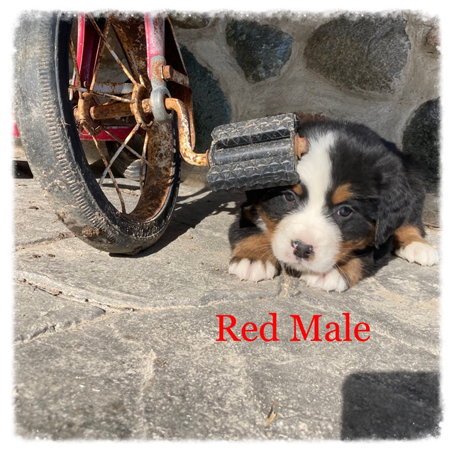 Bernese Mountain Puppies      Ready This Weekend!