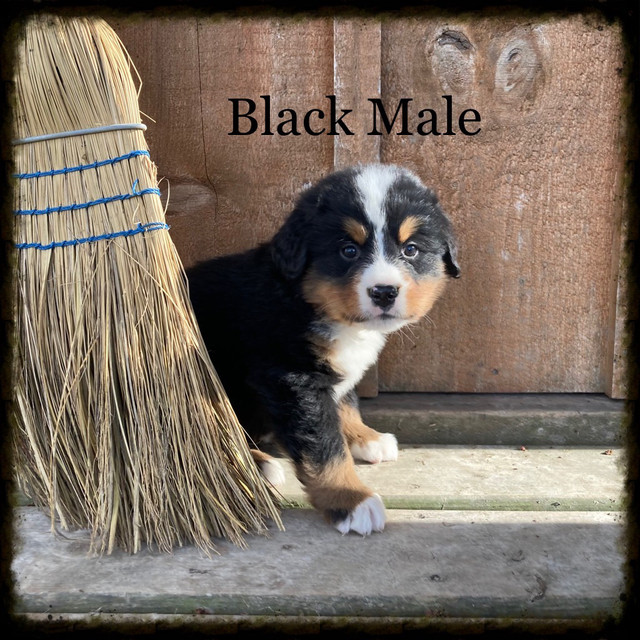 Bernese Mountain Puppies      Ready This Weekend!