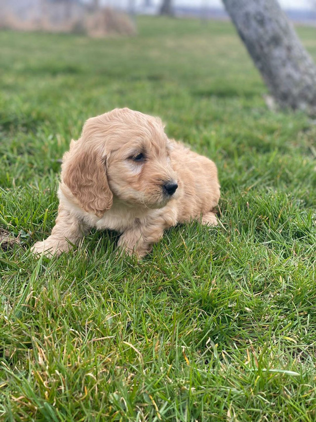Male F1 Mini Goldendoodles (Delivery Available)