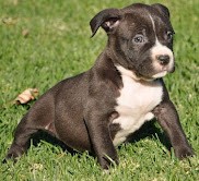 Very friendly Pit Bull puppies