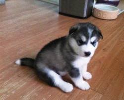 Male and female Siberian husky puppies available
