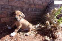 Cute male and female Rhodesian Ridgeback Puppies available