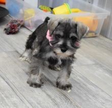 Well Trained Miniature Schnauzer Puppies available