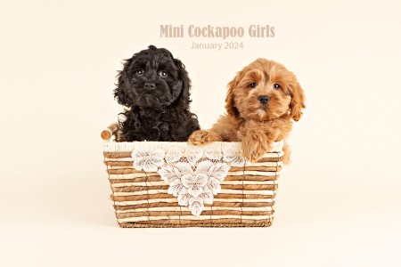 Reduced!!! ADORABLE Mini COCKAPOO Puppies For Sale!