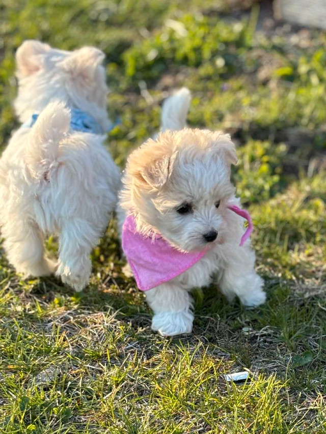 Tiny Morkie puppies