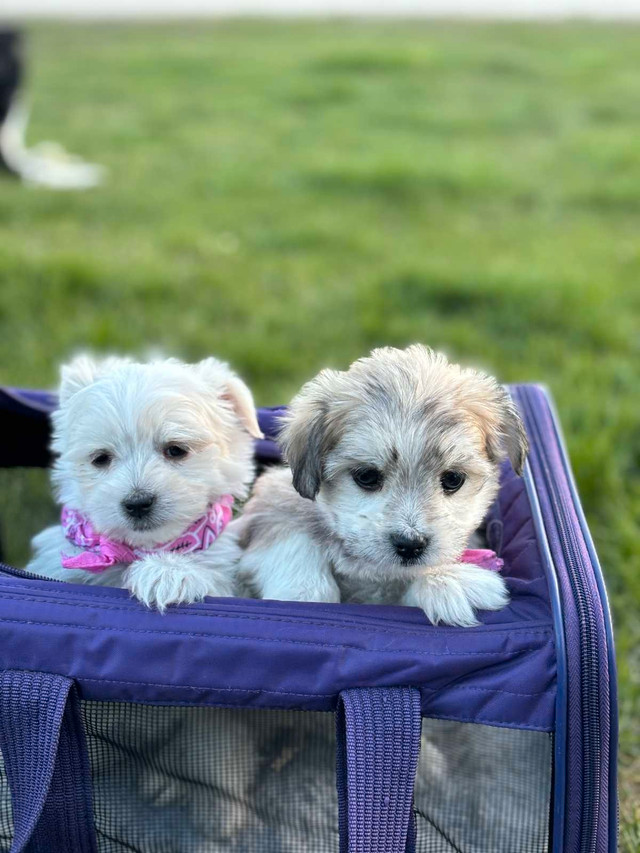 Tiny Morkie puppies
