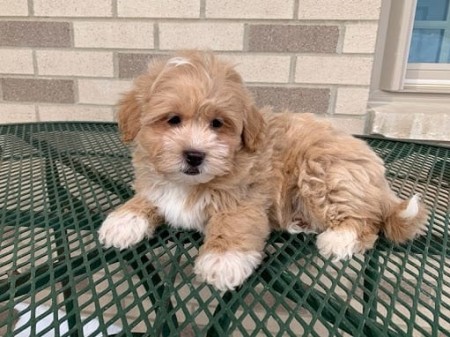 Cute maltipoo puppies for adoption