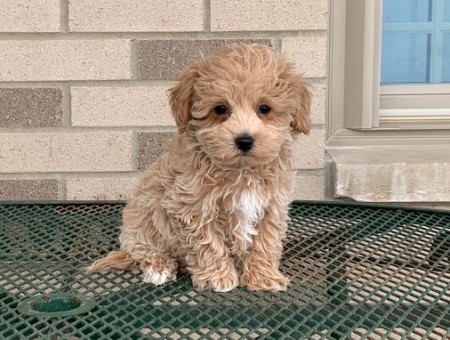 Cute maltipoo puppies ready for a new home