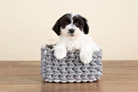 Adorable COTON DE TULEAR Puppies For Sale!!!