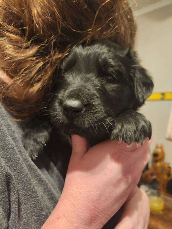 Black lab puppies and Australian sheppard puppies for sale