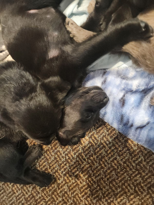 Black lab puppies and Australian sheppard puppies for sale