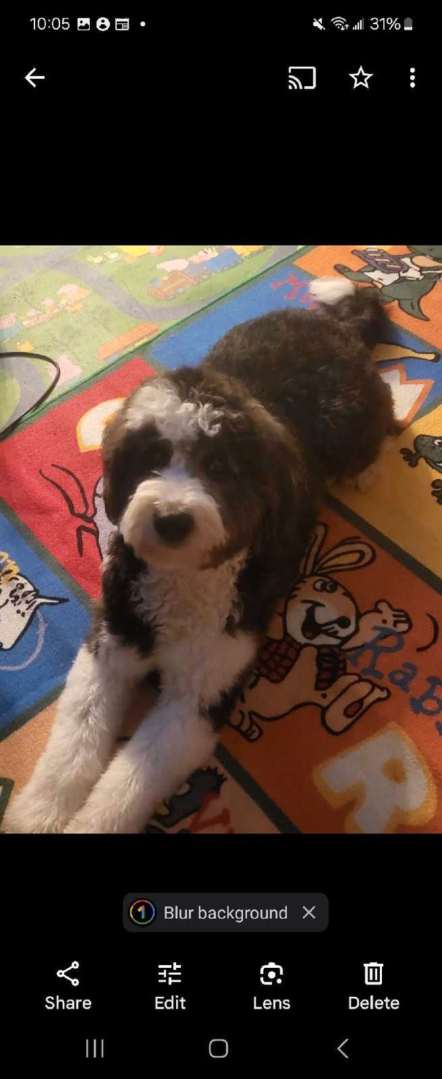 Sheepadoodle puppies forsale