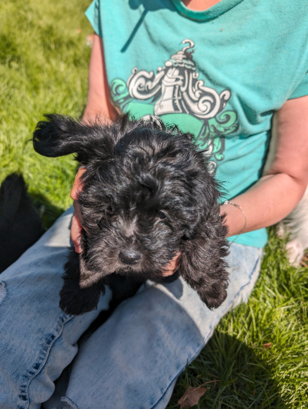 Malitpoo and jack Russell puppies for sale