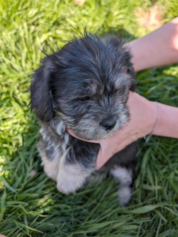 Malitpoo and jack Russell puppies for sale