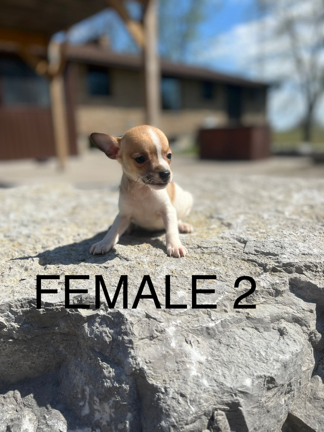Chihuahua Terrier (Toy Fox) Puppies Ready May 3, 2024