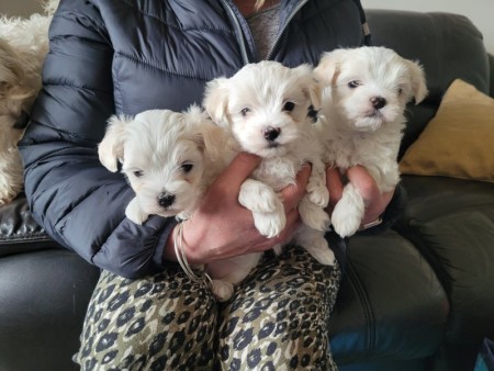 Pure white Maltese puppies ** READY TO GO**