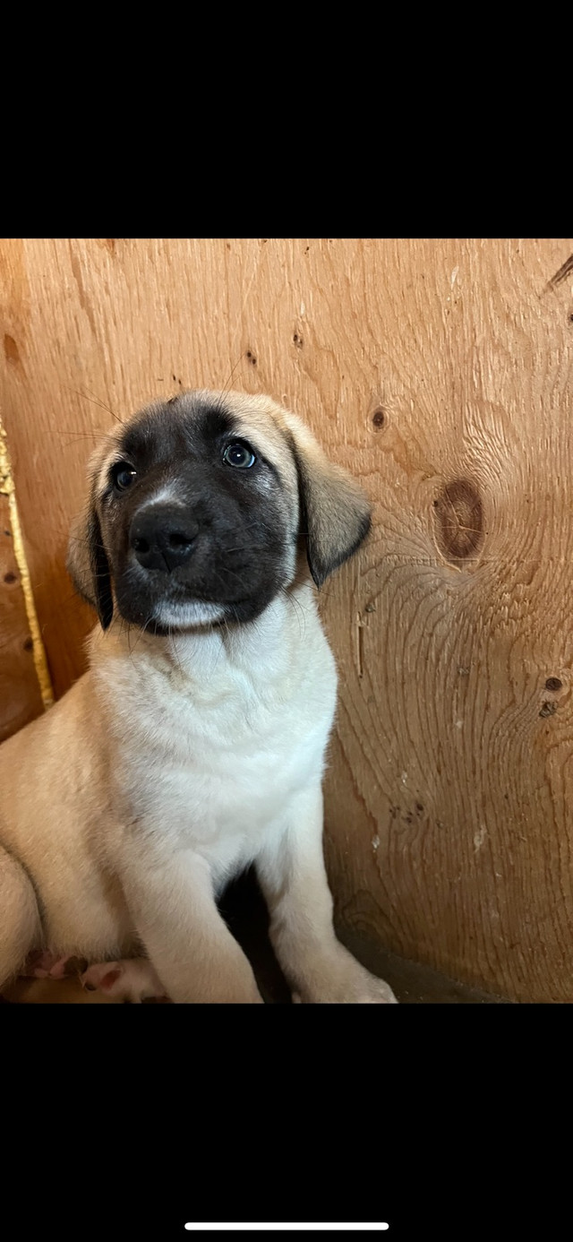 Kangal Puppies for sale ready to go