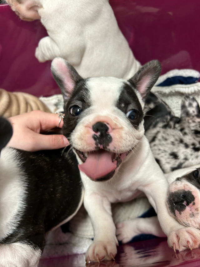 Frenchie puppies for sale!