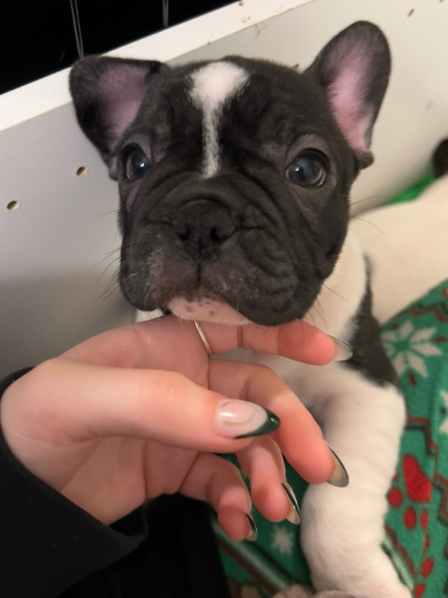 Frenchie puppies for sale!