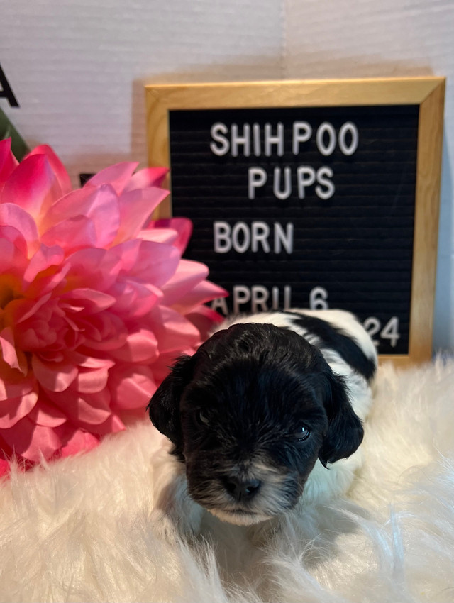 Toy Shih poo Puppies Looking 4 Loving Home