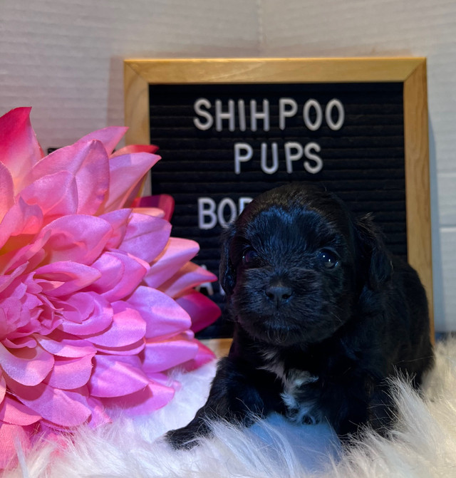 Toy Shih poo Puppies Looking 4 Loving Home