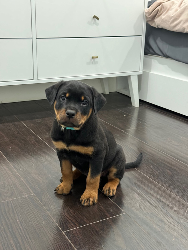 Pure Breed German Rottweiler puppies