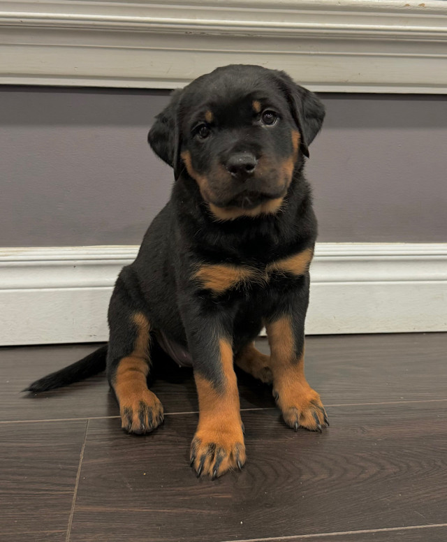 Pure Breed German Rottweiler puppies