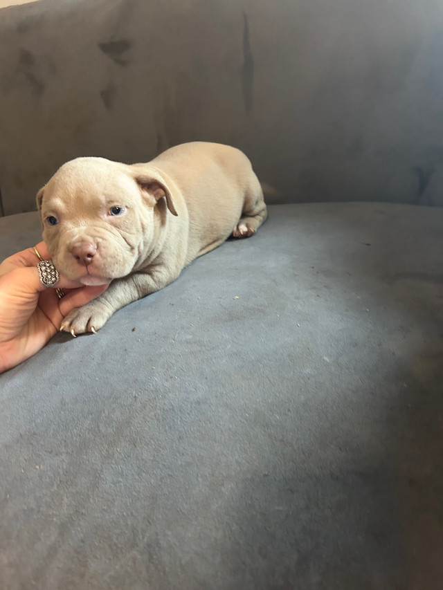 Adorable micro bulldog puppies-Ready for their new homes