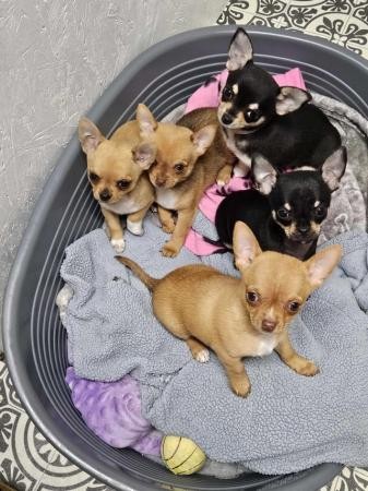 ready to go chihuahua puppies