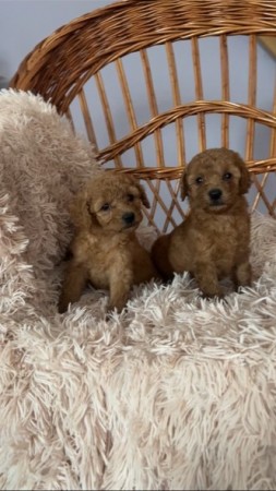 Toy poodle dark apricot