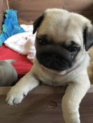 Cute pug puppies for you
