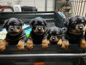 Rottweiler puppies available