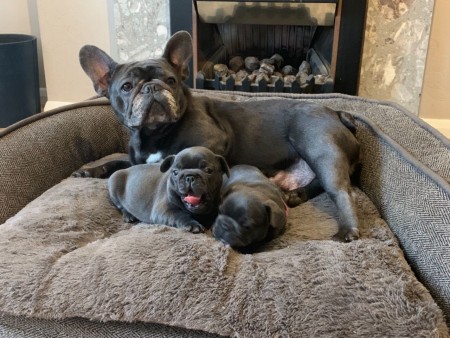French bulldog gray male and female