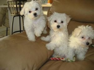 Brave Maltese puppies