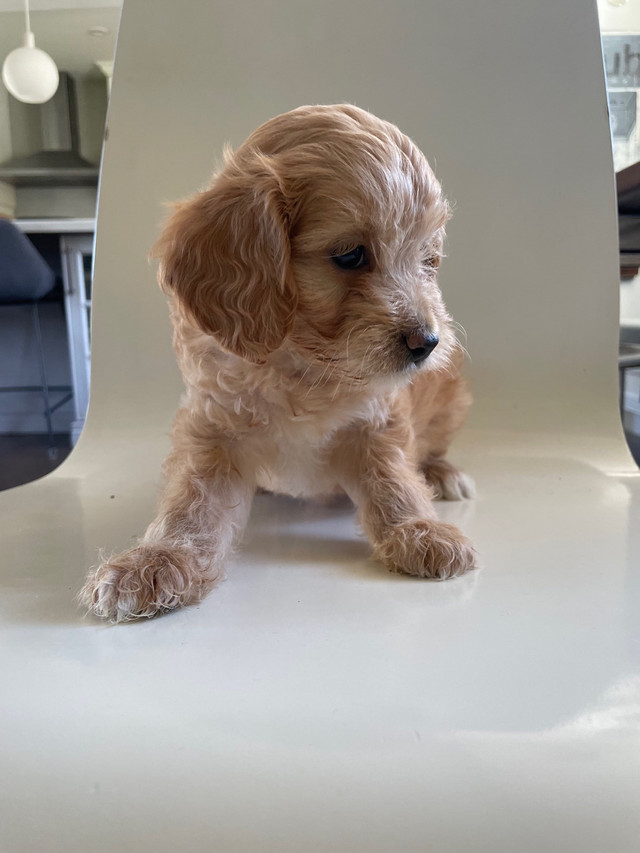 Cockapoo Puppies ready to go home