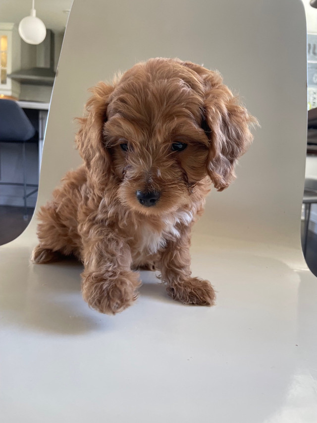 Cockapoo Puppies ready to go home