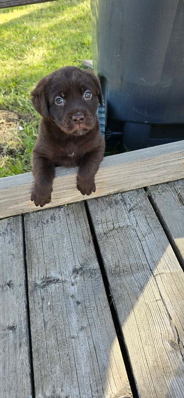 Puppy looking for home