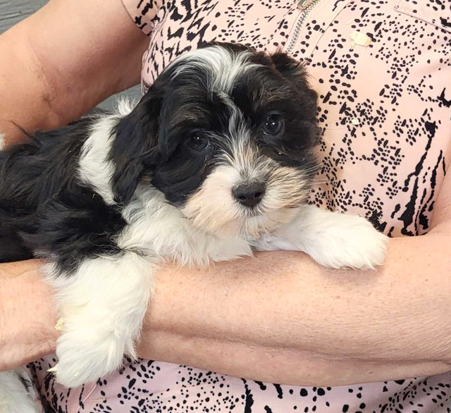 Pure Bred Havanese Puppies