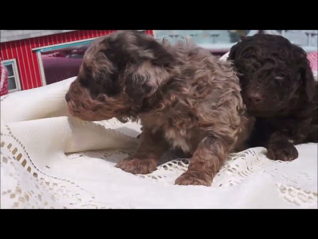 PUREBRED TOY POODLE PUPPIES - UNDER 10 POUNDS $999.00