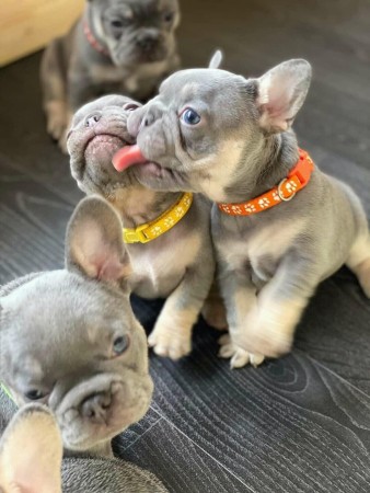 Sweet and charming  Frenchie puppies looking for new homes