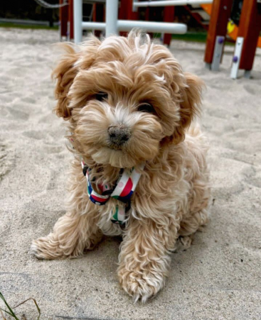 Adorable Maltipoo puppie