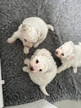 Playful & Loving Bichon Frise Puppies - Pedigree