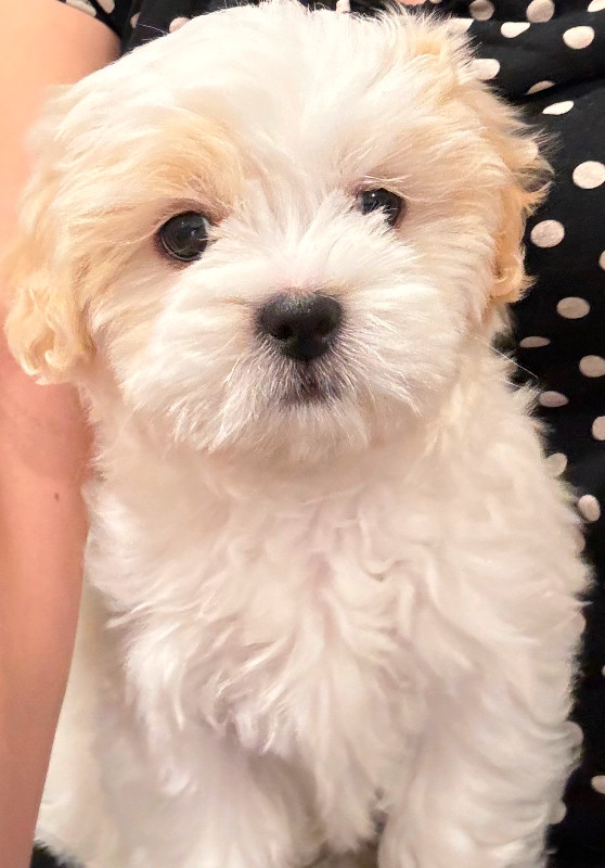 Shih Szu and Bichon Frise puppy for sale
