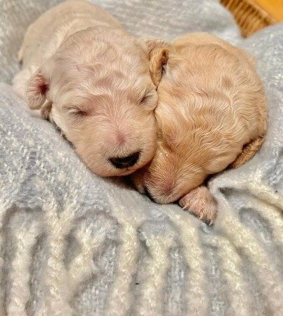 Fully health tested Goldendoodle Puppies